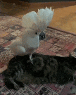 Acid GIFs, November 12 (25 gifs) Acid GIFs, November 12 (25 gifs)