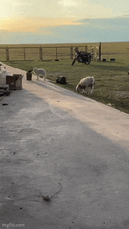 Acid GIFs, November 12 (25 gifs) Acid GIFs, November 12 (25 gifs)
