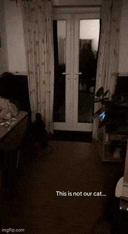 Acid GIFs, November 12 (25 gifs) Acid GIFs, November 12 (25 gifs)