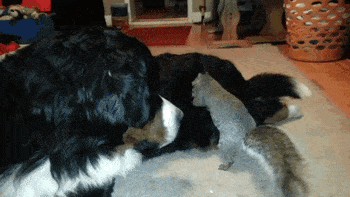 Acid GIFs, November 12 (25 gifs) Acid GIFs, November 12 (25 gifs)