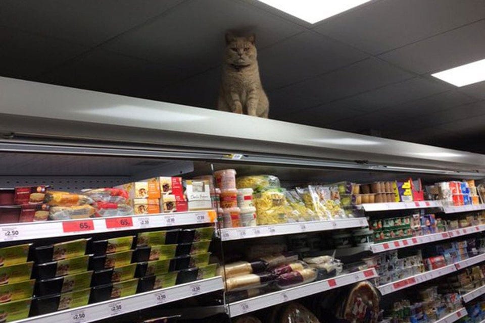 Unexpected People In Stores (19 pics)