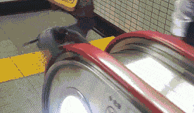 Acid GIFs, November 14 (25 gifs) Acid GIFs, November 14 (25 gifs)