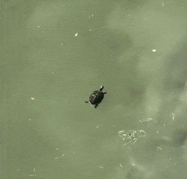 Acid GIFs, November 14 (25 gifs) Acid GIFs, November 14 (25 gifs)