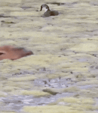 Acid GIFs, November 14 (25 gifs) Acid GIFs, November 14 (25 gifs)