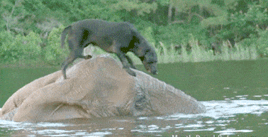 Acid GIFs, November 18 (25 gifs) Acid GIFs, November 18 (25 gifs)