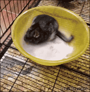 Acid GIFs, November 18 (25 gifs) Acid GIFs, November 18 (25 gifs)
