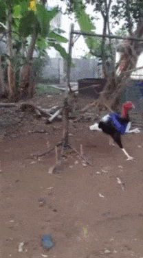 Acid GIFs, November 21 (25 gifs) Acid GIFs, November 21 (25 gifs)