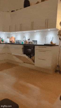 Acid GIFs, November 21 (25 gifs) Acid GIFs, November 21 (25 gifs)