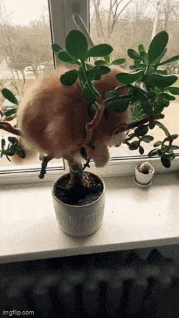 Acid GIFs, November 21 (25 gifs) Acid GIFs, November 21 (25 gifs)