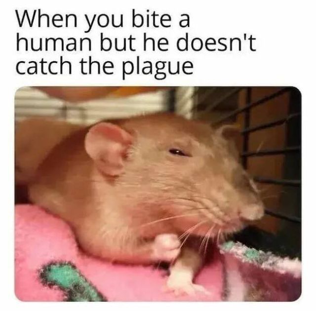Memes For Animal Lovers (25 pics)