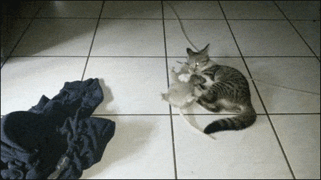 Acid GIFs, December 9 (25 gifs) Acid GIFs, December 9 (25 gifs)