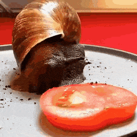 Acid GIFs, December 11 (25 gifs) Acid GIFs, December 11 (25 gifs)