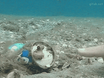 Acid GIFs, December 12 (25 gifs) Acid GIFs, December 12 (25 gifs)