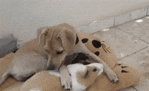 Acid GIFs, December 16 (25 gifs) Acid GIFs, December 16 (25 gifs)