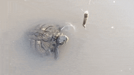 Acid GIFs, December 16 (25 gifs) Acid GIFs, December 16 (25 gifs)