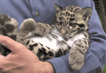 Acid GIFs, December 16 (25 gifs) Acid GIFs, December 16 (25 gifs)