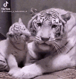 Acid GIFs, December 16 (25 gifs) Acid GIFs, December 16 (25 gifs)