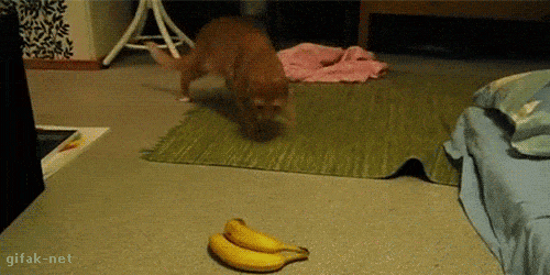 Acid GIFs, December 16 (25 gifs) Acid GIFs, December 16 (25 gifs)