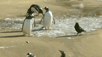 Acid GIFs, December 19 (25 gifs) Acid GIFs, December 19 (25 gifs)