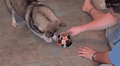 Acid GIFs, December 19 (25 gifs) Acid GIFs, December 19 (25 gifs)