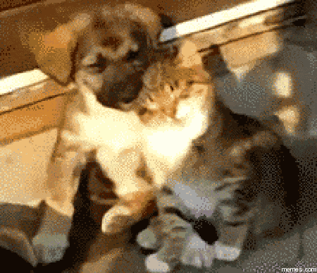 Acid GIFs, December 19 (25 gifs) Acid GIFs, December 19 (25 gifs)