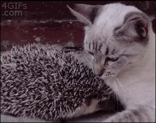 Acid GIFs, December 25 (25 gifs) Acid GIFs, December 25 (25 gifs)
