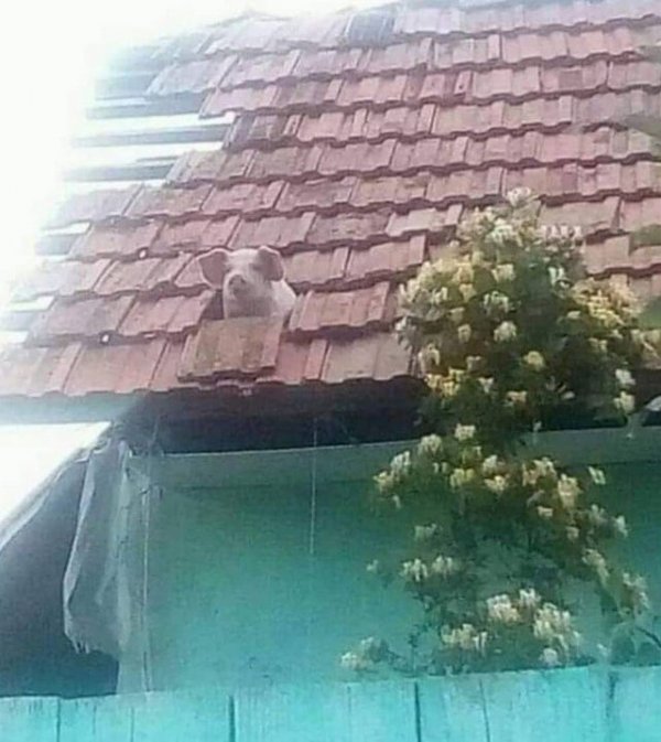 What Is Going On Here? (15 pics)