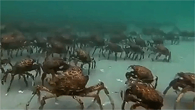 Acid GIFs, December 26 (25 gifs) Acid GIFs, December 26 (25 gifs)
