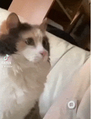 Acid GIFs, December 26 (25 gifs) Acid GIFs, December 26 (25 gifs)