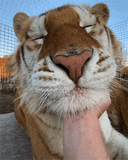 Acid GIFs, December 26 (25 gifs) Acid GIFs, December 26 (25 gifs)