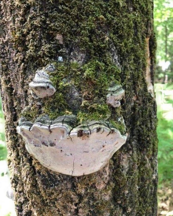 This Is Pareidolia (18 pics)