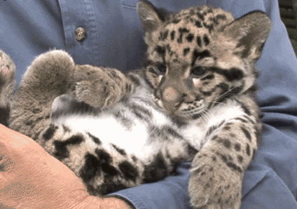 Acid GIFs, January 2 (25 gifs)