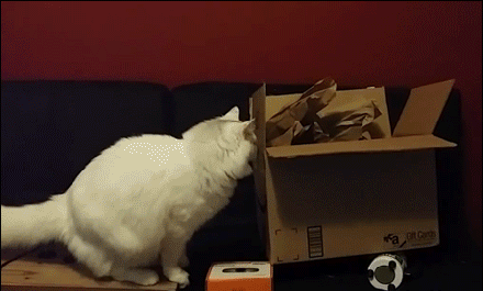 Acid GIFs, January 2 (25 gifs)