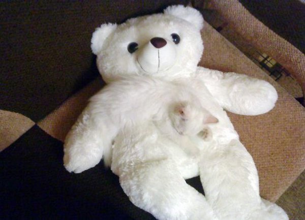 Perfect Camouflage (20 pics)