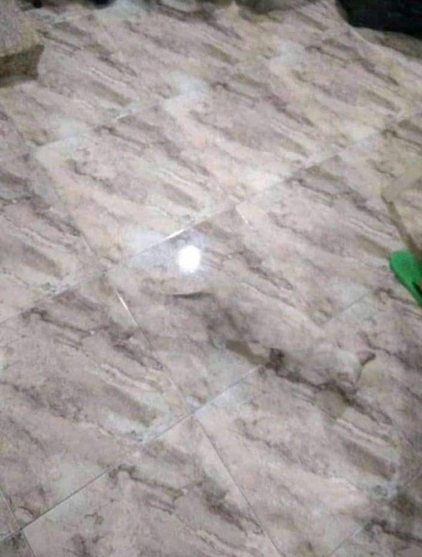 Perfect Camouflage (20 pics)