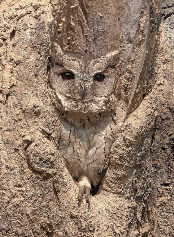Perfect Camouflage (20 pics)