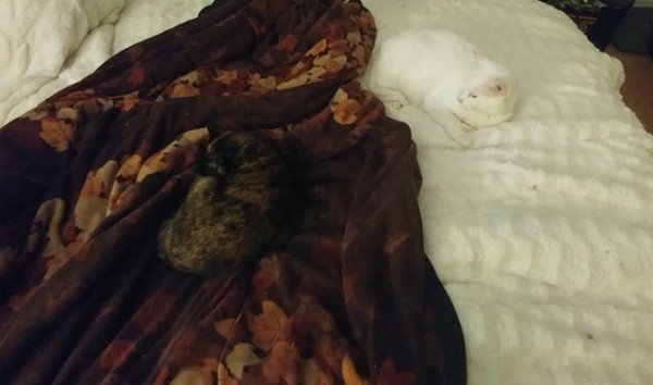 Perfect Camouflage (20 pics)