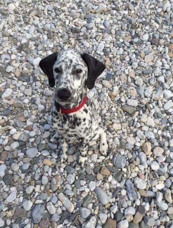 Perfect Camouflage (20 pics)