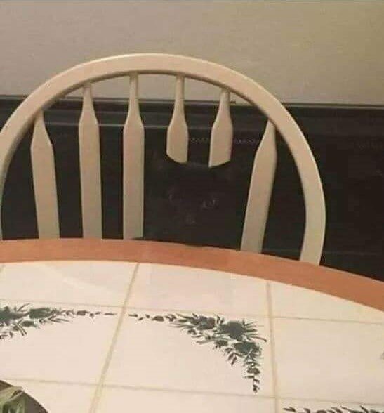 Perfect Camouflage (20 pics)