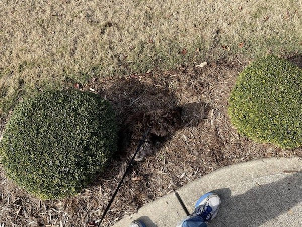 Perfect Camouflage (20 pics)