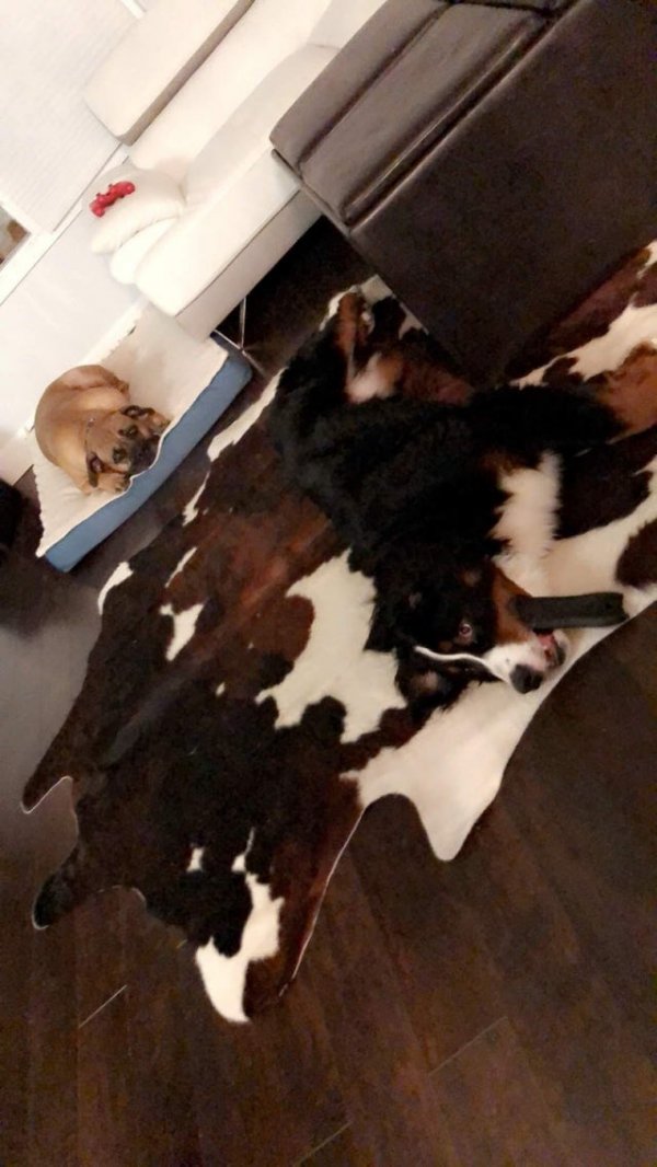 Perfect Camouflage (20 pics)