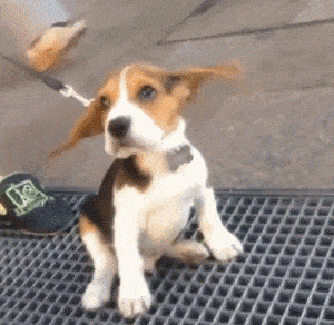 Acid GIFs, January 9 (25 gifs) Acid GIFs, January 9 (25 gifs)