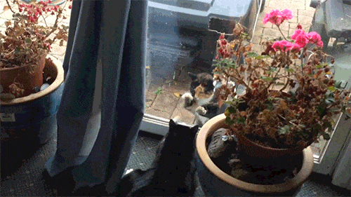 Acid GIFs, January 10 (25 gifs) Acid GIFs, January 10 (25 gifs)