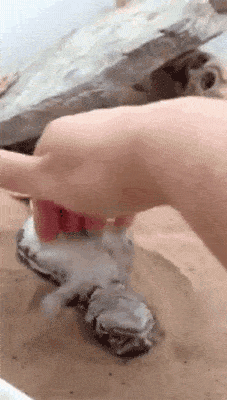 Acid GIFs, January 15 (25 gifs) Acid GIFs, January 15 (25 gifs)