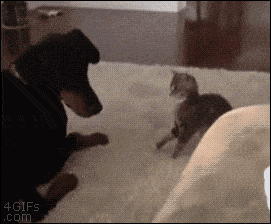 Acid GIFs, January 15 (25 gifs) Acid GIFs, January 15 (25 gifs)