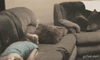 1736956035_26.gif