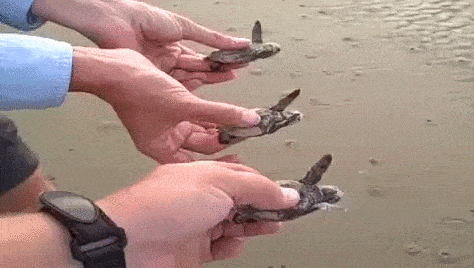 Acid GIFs, January 20 (25 gifs) Acid GIFs, January 20 (25 gifs)
