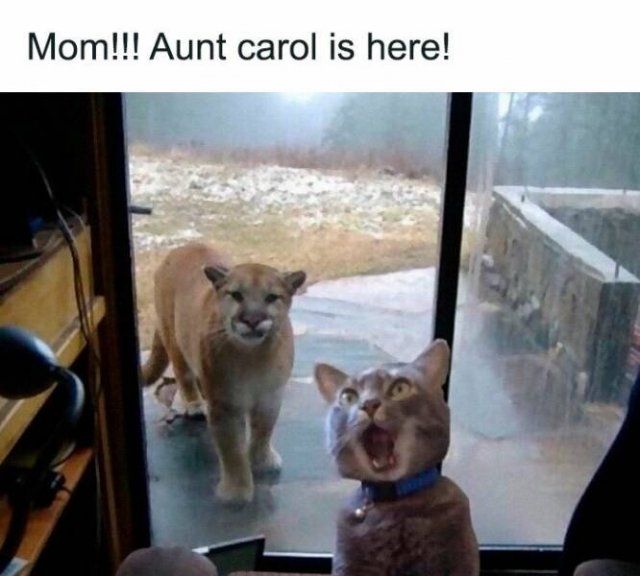 Jokes For Animal Lovers (25 pics)