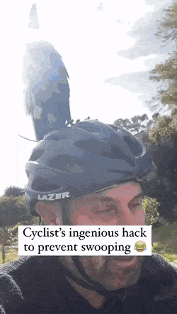 Acid GIFs, January 23 (25 gifs) Acid GIFs, January 23 (25 gifs)