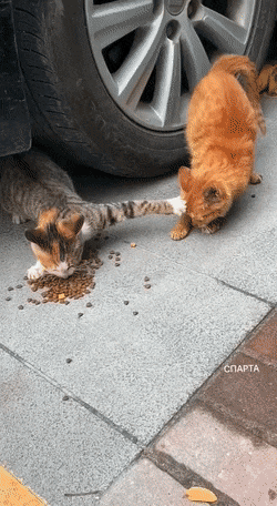 Acid GIFs, January 23 (25 gifs) Acid GIFs, January 23 (25 gifs)